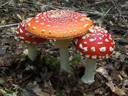 toadstool-fly-agaric-magic-mushroom-2